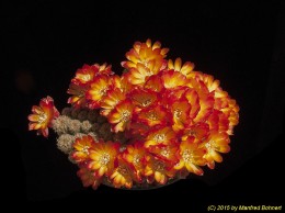 Sulcorebutia tarabucoensis v. aureiflora WR479 2134 